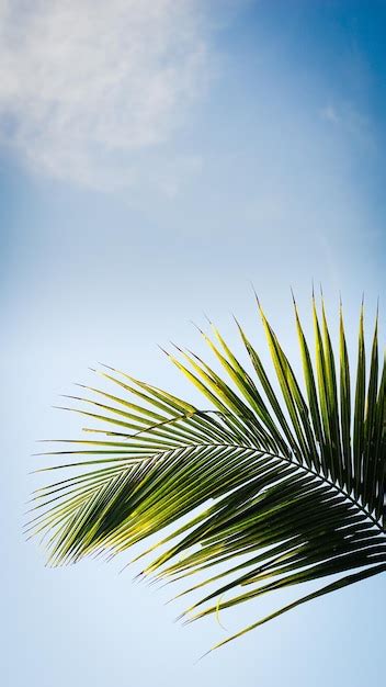 Premium Photo | Coconut tree leaves