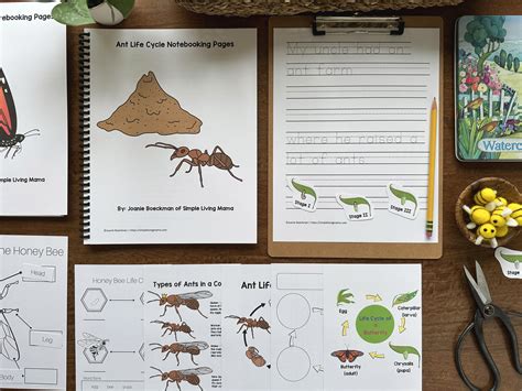 Insect life Cycle Anatomy Sample by Simple Living Mama | Homeschool ...