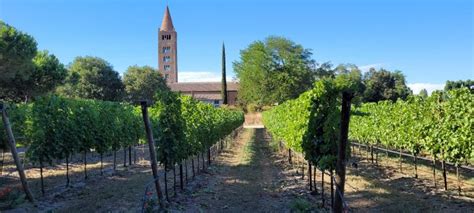 Festa Della Vendemmia Il 25 Agosto Protagonisti I Vini Delle Sabbie Di