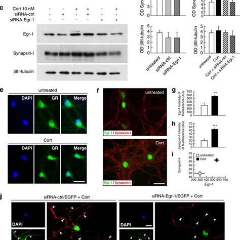 Corticosterone Induced Phosphorylation Of Synapsin I Involves The MAPK