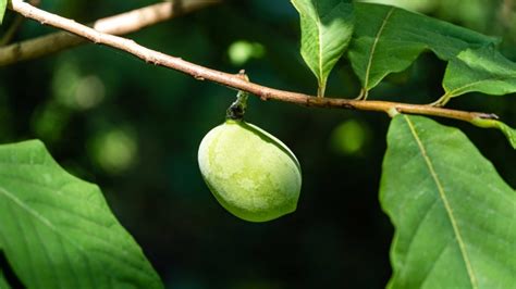 21 Edible Native Plants: Growing a Native Food Garden