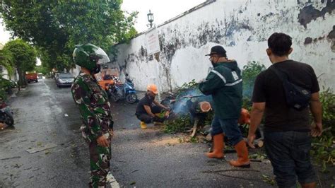 Dampak Hujan Lebat Dan Angin Kencang Di Di Yogyakarta Sebabkan Pohon