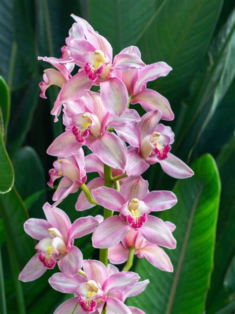 Orchid Show & Sale 2023 - Lewis Ginter Botanical Garden