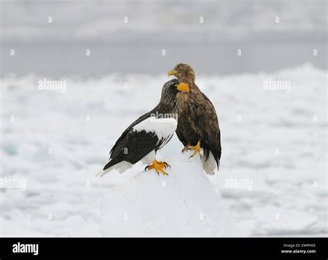 A Stellers Sea Eagle And A White Tailed Eagle Together On The Drifting