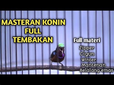 Masteran Konin Gacor Suara Burung Konin Full Tembakan Tajam Full