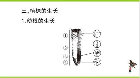 【掌控课堂 创优作业】人教版生物七上期末复习 专题三 植物类群和被子植物的一生 课件版 21世纪教育网