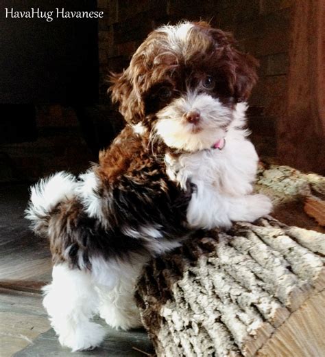 Havahug Havanese Puppies Havahug Havanese Puppies Of Michigan