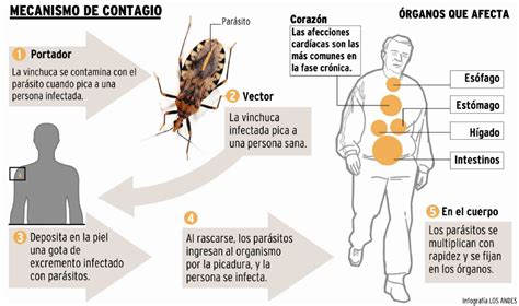 La Enfermedad De Chagas Vicente Guerrero