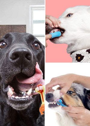 5 Toothbrushes That'll Make Your Pooch Smile From Ear To Ear!