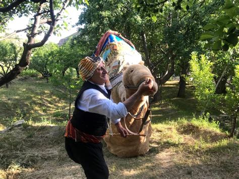 Bayburt ta Deve Oyunu Geleneği Yaşatılıyor Son Dakika