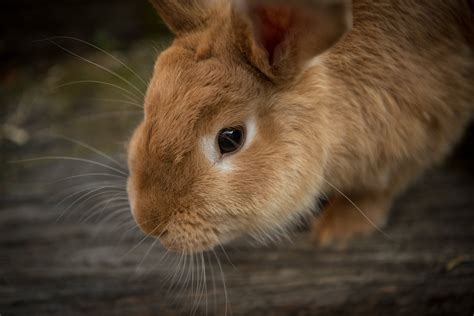 Common Poisons That Can Affect Rabbits Orchard Vets