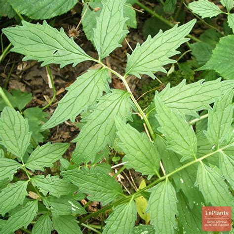 Валериана (Valeriana) — описание, выращивание, фото | на LePlants.ru