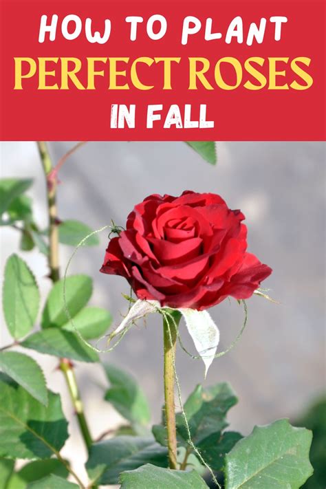 How To Plant The Perfect Roses In Fall Garden Beds