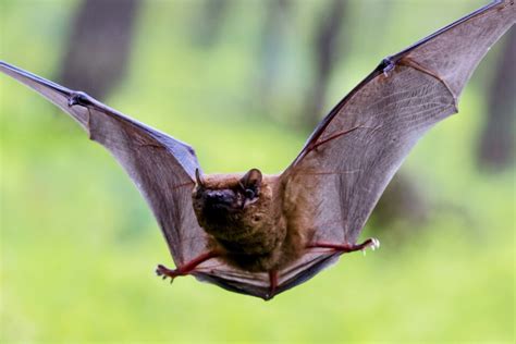 Understanding bat hibernation may be key to their survival • Earth.com