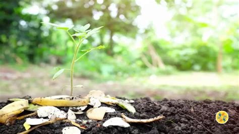 Profitez Des Pelures De Bananes Pour Eliminer Les Pucerons Des Plantes