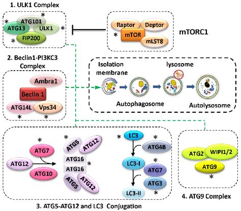 Schematic Diagram Of The Mammalian Autophagy Core Machinery And Download Scientific Diagram