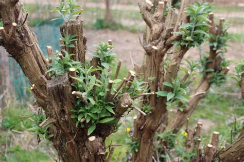 10+ Buddleia Pruning Stock Photos, Pictures & Royalty-Free Images - iStock