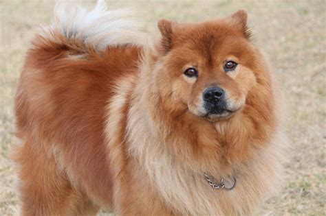 Le Chow Chow Un Chien Attachant Et Ind Pendant Les Animaux Les