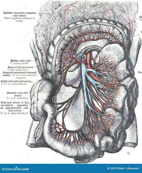 Anatomy of Superior Mesenteric Artery on a White Background Stock Photo ...