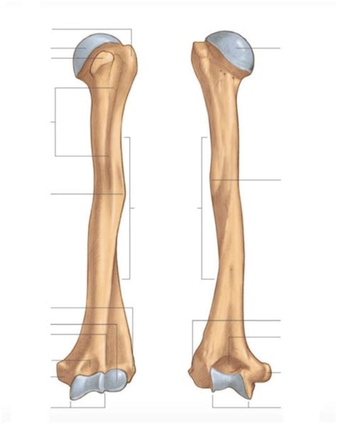 Humerus Landmarks