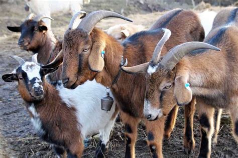 Top 50 Goat Farming Tips Ideas And Techniques