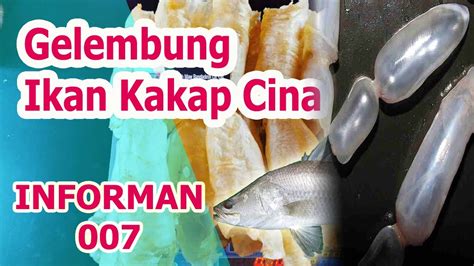 Gelembung Ikan Kakap Cina Mahal Jutaan Rupiah Ternyata Ini Alasan Dan