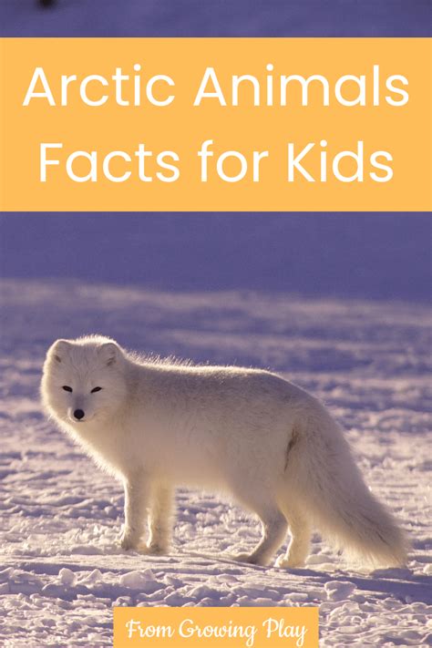 Arctic Animals Facts for Kids - Growing Play