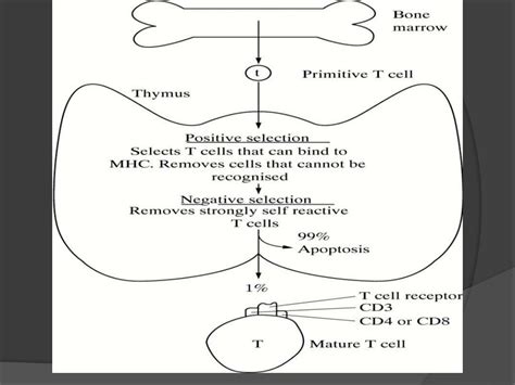 Molecular mimicry