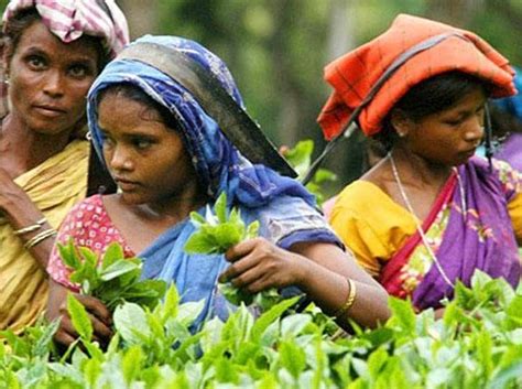 Assam Tea Planters Can Encash Salary Cheques With District Heads Latest News India Hindustan