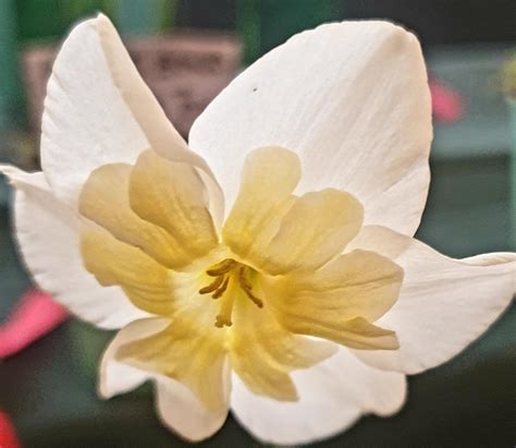 Split Cupped Collar Daffodil Narcissus Splatter In The Daffodils