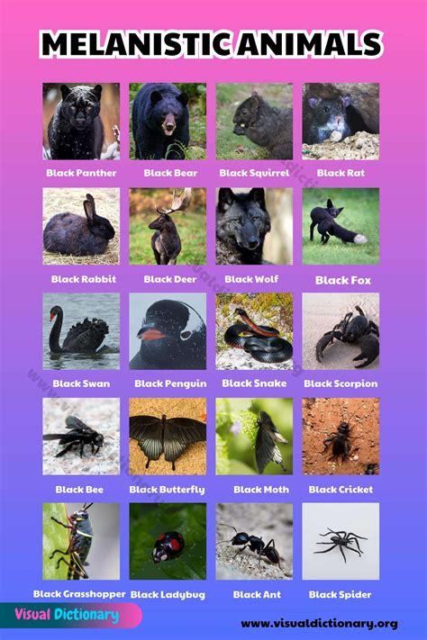 List of Melanistic Animals: 29 Names of Melanistic Animals in the ...