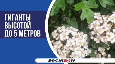 В лесу Сочи зацвел черный боярышник - YouTube