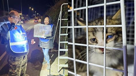 Il Gatto Era Bloccato In Tangenziale Ma I Coraggiosi Volontari Dell