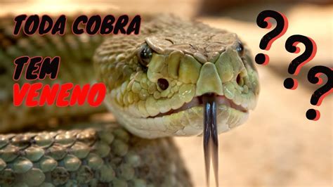 Essa Muitas Pessoas N O Sabem Toda Cobra Venenosa Youtube