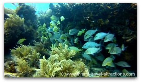 Snorkeling at Biscayne National Park | Biscayne national park, National parks, Snorkeling