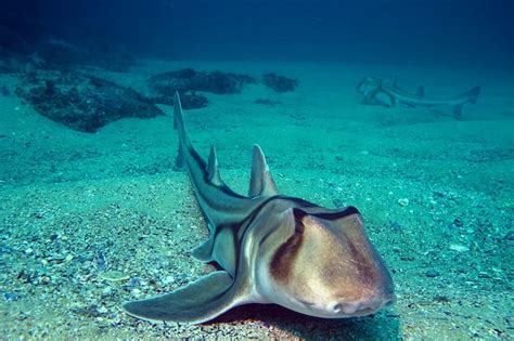 Research Into Port Jackson Sharks A Hint Into Great