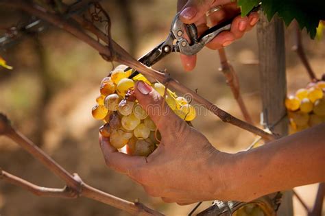 Bolgheri Toskana Italien Verarbeitung Der Weinberge Stockbild