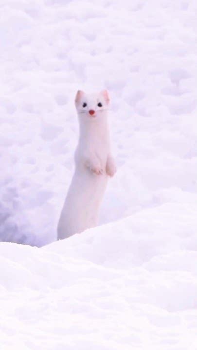 Aesthetic Ermine Natures Snowy Beauty 🦝 ️ Youtube