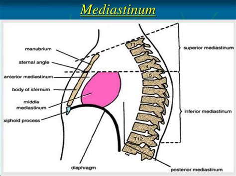 Mediastinum Definition Anatomy