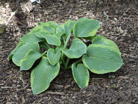 Hornbaker Gardens Inc Hosta Olive Bailey Langdon Large