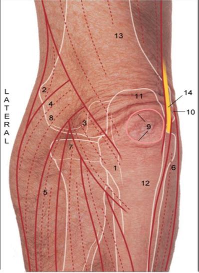 Diagram Of Surface Anatomy Posterior Left Elbow Quizlet