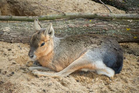420+ Patagonian Cavy Pictures Stock Photos, Pictures & Royalty-Free ...