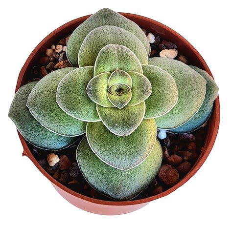 Suculenta Graptopetalum Victor Kane Variegata Verde Amor Jardinagem