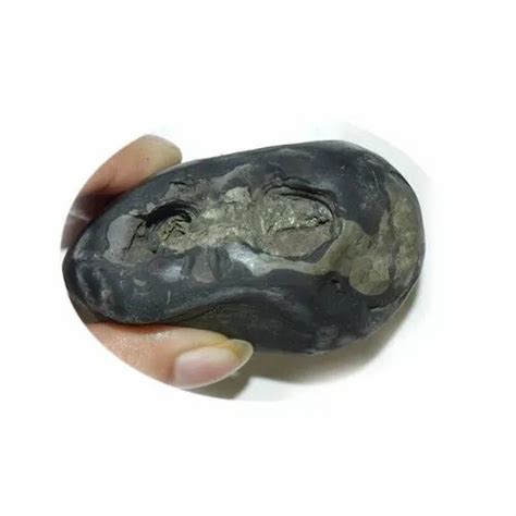 Original Damodhar Shaligram Shila Origin From Gandaki River In Nepal