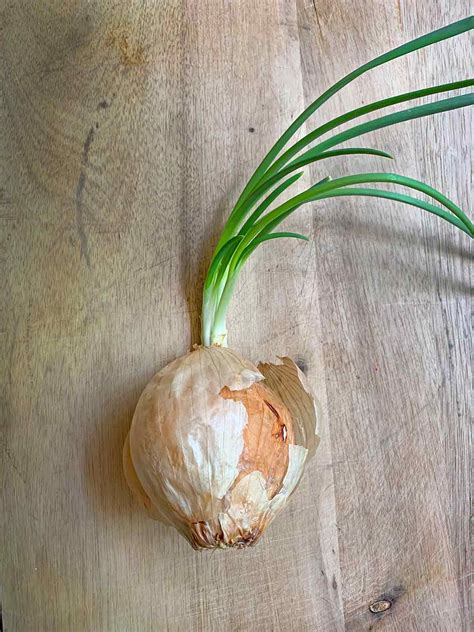 how to plant a sprouted onion
