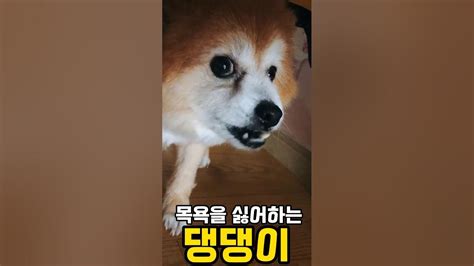 댕댕이 하악질하는 “댕댕이” Shorts Dog 강아지 Animals Doglover 반려견 Pets 댕댕이