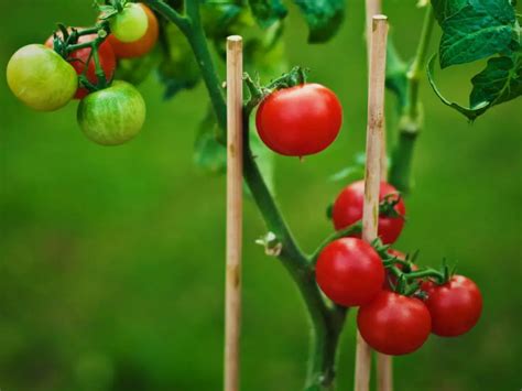 7 árboles frutales que necesitan mucho sol y 4 que no HuertoyGarden