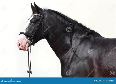 Shire Draft Horse Trotting