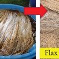 Flax fiber extraction from flax plant. | Download Scientific Diagram