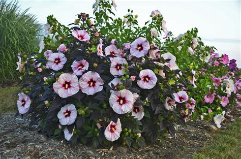 Summerific Perfect Storm Rose Mallow Hibiscus Hybrid Proven